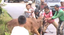 Bull goes on rampage during an Indonesia religious ceremony
