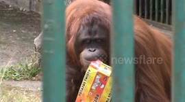 Oranghutan eat garbage