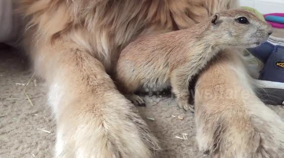 Super cute prairie dog pup bonding with golden retriever