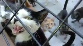 Man transforms his home into sanctuary for 300 abandoned cats