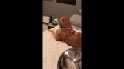 temp