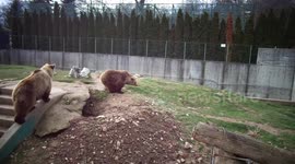 Bear shitting in septic tank