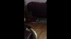 Puppy singing