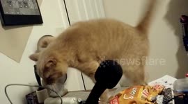 My Cat Gets Stuck in Tape & Paper