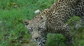 Young Leopard sees reflection of himself against an Open Safari Vehicle