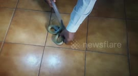 Rescuers free cobra trapped in steel drain mesh in India