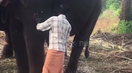 Brits on Thomas Cook tour ride abused elephants in distressing footage filmed two years after the firm promised to stop offering the tours