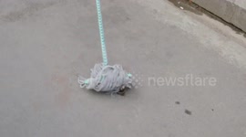 How to catch a cobra snake-Nepal