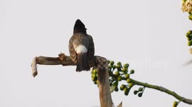 a black beauty bird sitting on a dead tree