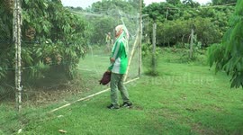 kateki klengkeng fruit is in research hall in banjarsari probolinggo district