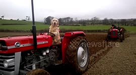 This is the hilarious moment a clever dog shows off his farming skills - skillfully driving his master's tractor.