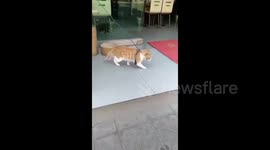 A moonwalking cat