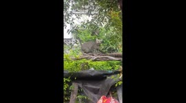 Terrified cat is attacked by two BIRDS