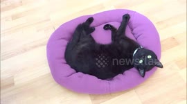 DIY Jumper to Pet Bed