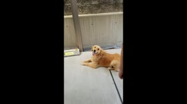 Fun catch ball by Dami