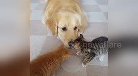 Newsflare Edit - Little baby kittens and Puppy daddy