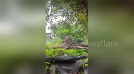 Newsflare Edit - Terrified cat mobbed by two birds