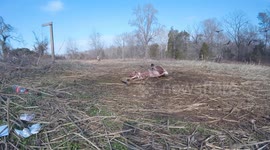 Red fox feeding and chasing off vultures