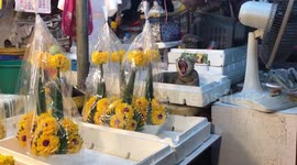 Cat in polystyrene tray guarding flowers