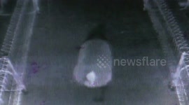 Tapir escaped from the zoo seen in CCTV
