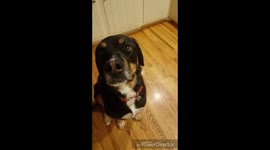 thought I'd give my dogs a shot at the egg challenge. didn't disappoint.