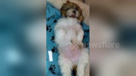 Newsflare Edit - Gizmo the Shih Tzu puppy sound asleep, sticking out his tongue