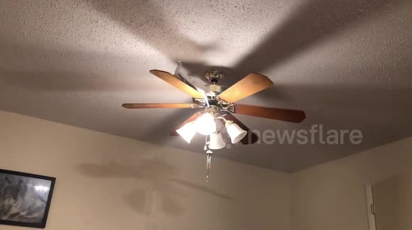 Doves go for a ride on a ceiling fan