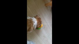 Gizmo my Shih Tzu puppy, playing with his Bob a lot treat toy