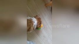 Newsflare Edit - Gizmo my Shih Tzu puppy, playing with his Bob a lot treat toy