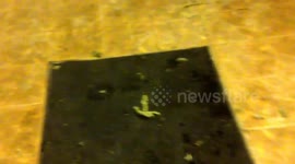 First De-Tree Murder