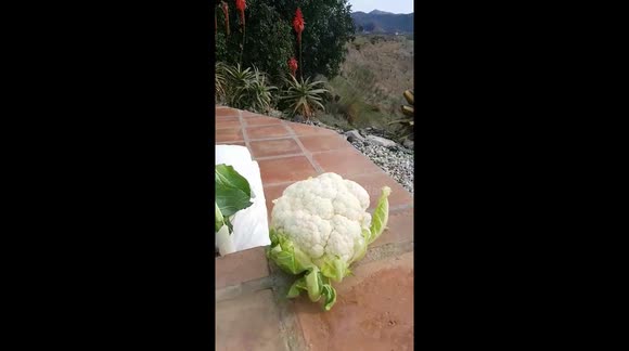 Pug eating cauliflower