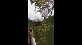 Dinner Time for Cheetah Cubs