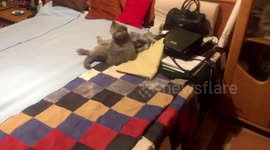 My Cat Sits Like Human To Watch TV