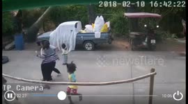 Two-year-old boy narrowly avoids being crushed by palm tree