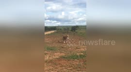 Newsflare Edit - Lioness carrying her cub in her mouth