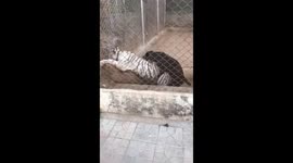 18+ Dog Humping Real White Tiger
