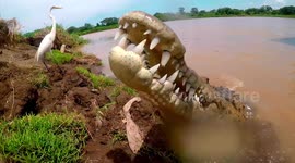 Crocodile Feeding Close Up - Rio Tarcoles, Costa Rica (no audio)