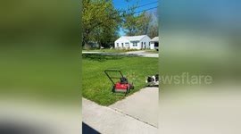 Newsflare Edit - Piper attacking the lawnmower