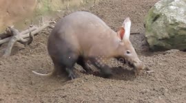 Aardvark Tries It On With His Valentine But Gets Himself 'In Hot Water'