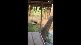 Clever puppy picks coconuts from pond and puts them in a pile