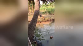 Clever puppy picks coconuts from pond and puts them in a pile