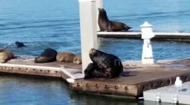 Tons of seals soaking up the sun.