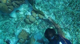 Man playing with sea eel near Caye Caulker reef Belize