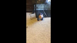 Funny Dog sits on baby