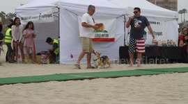 Corgi Beach Day Talent Show