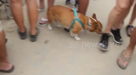 Corgi Smiles When Carried