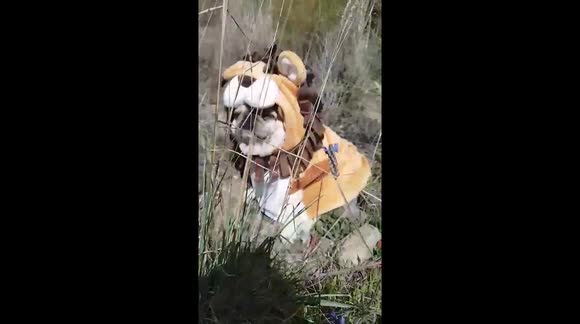 Pug lion and tiger