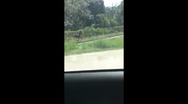 Escaped pony on railway tracks outruns oncoming train