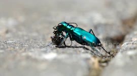 Tiger beetle eating an ant
