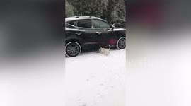 Dog rescued from Puerto Rico goes nuts when he sees snow for the first time